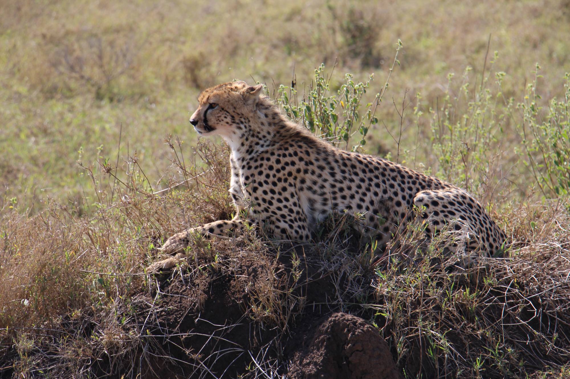 A cheetah on the plains of East Africa