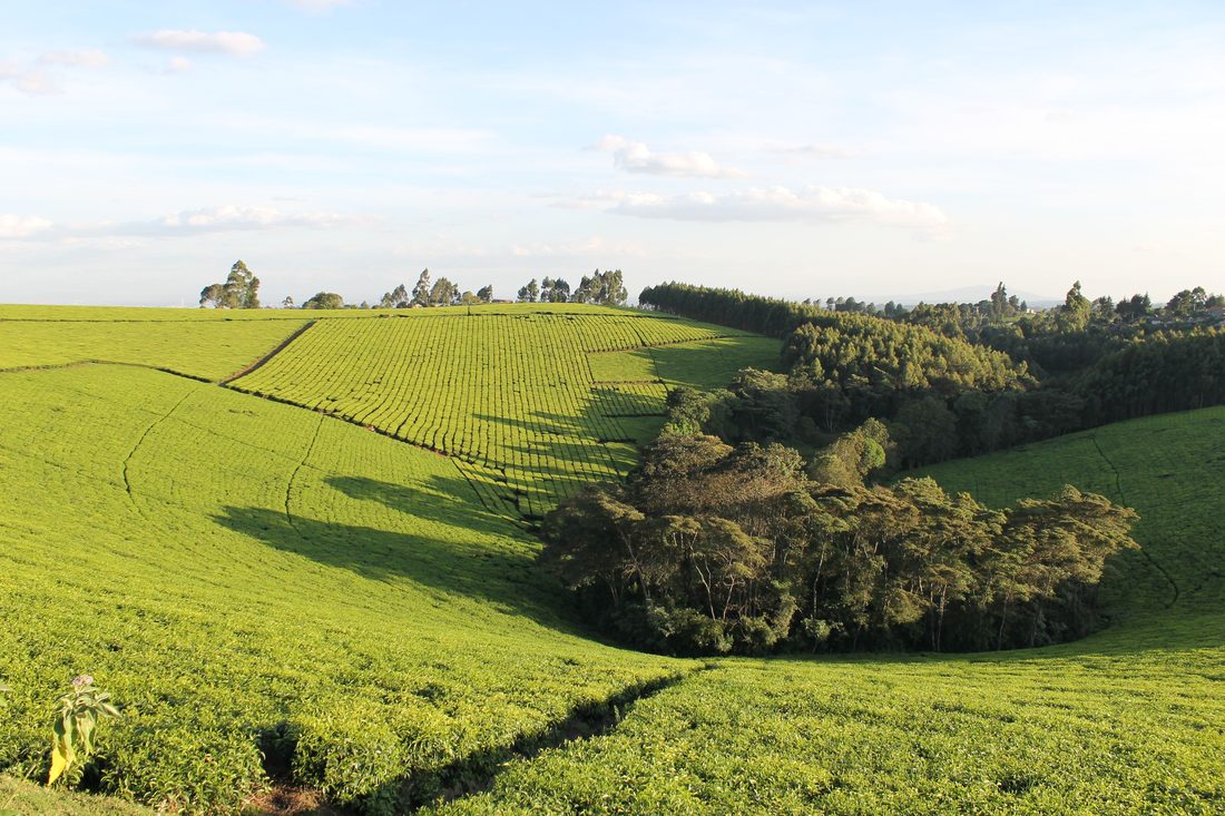 Kericho Tea Estate Walk