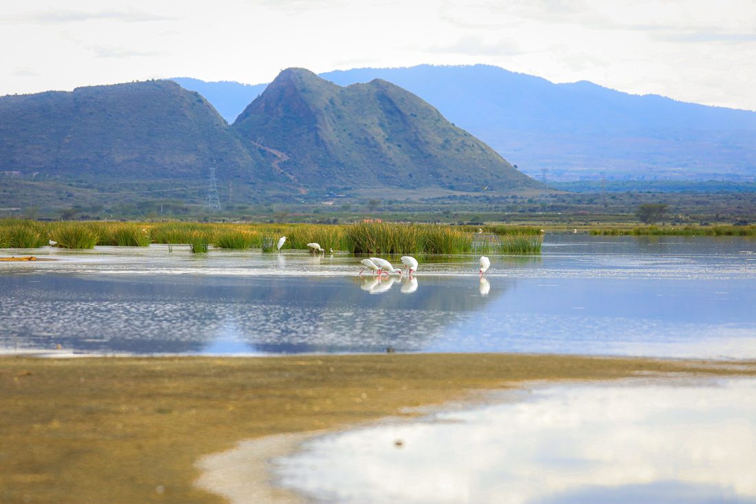 Elementaita Flamingo Walk
