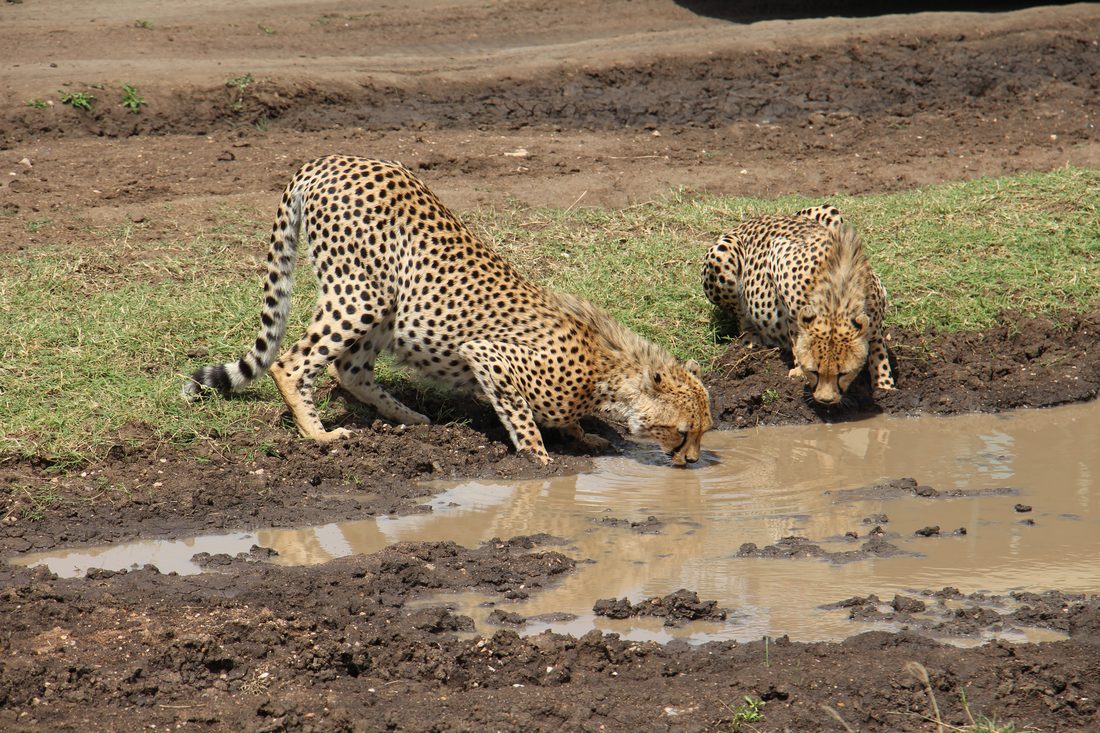 Maasai Mara Hot-Air Balloon Safari