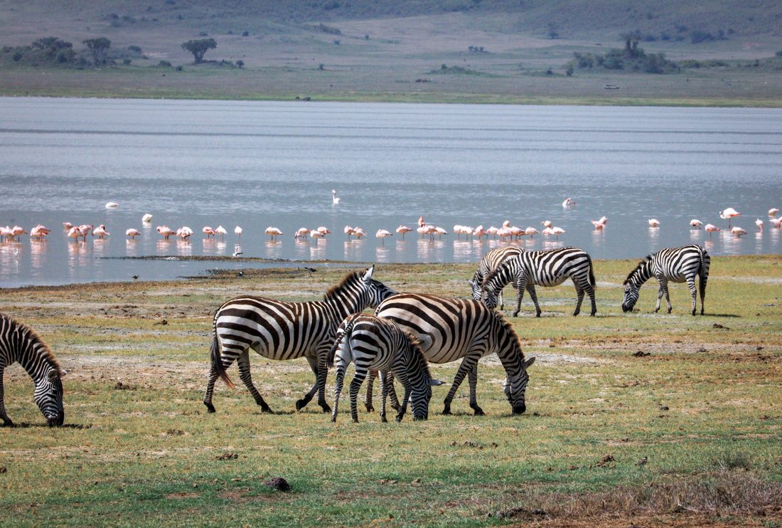 Lake Manyara Night Game Drive