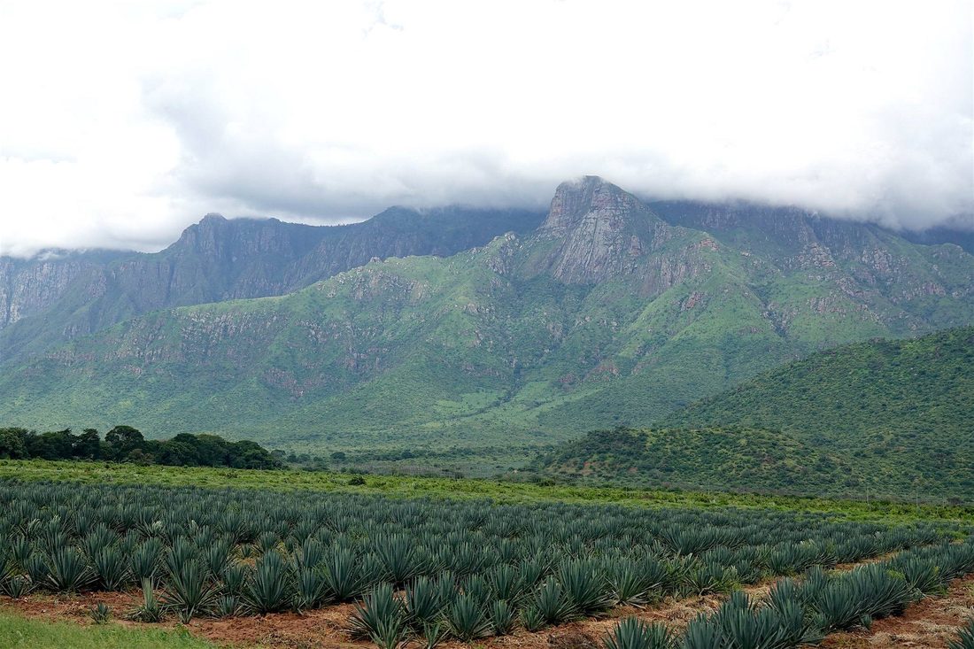 Magamba Rainforest Walk