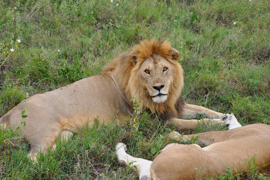 Ruaha Hot-Air Balloon Safari