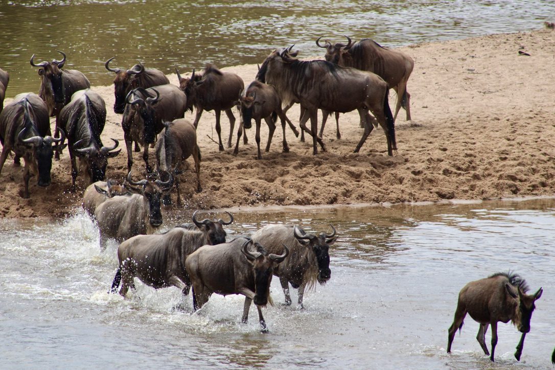 Serengeti Calving Season