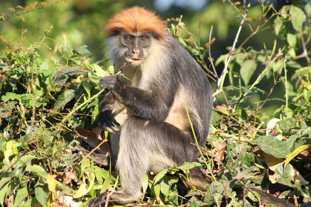 Udzungwa Primate Walk