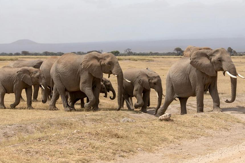 Amboseli Elephants & Kilimanjaro