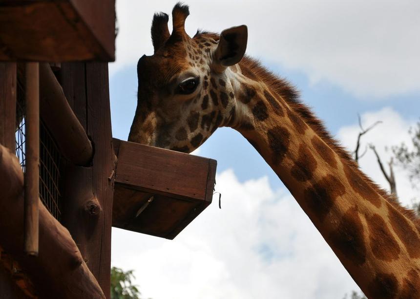 Arusha Giraffe Experience