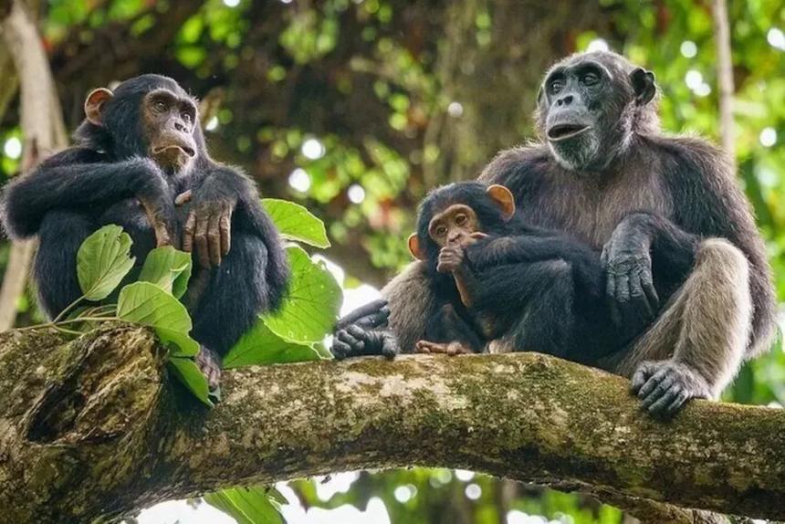 Gombe Chimpanzee Trekking
