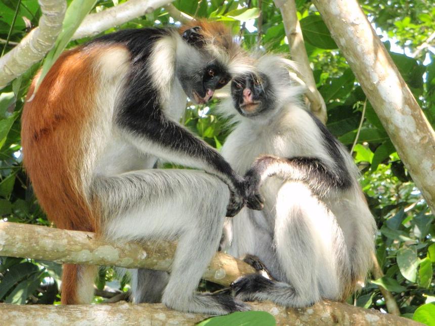 Jozani Red Colobus