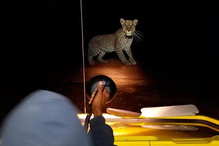 Tarangire Night Game Drive