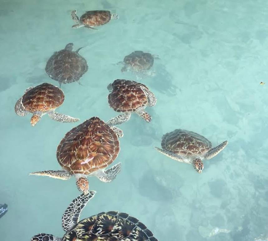 Swimming with Sea Turtles