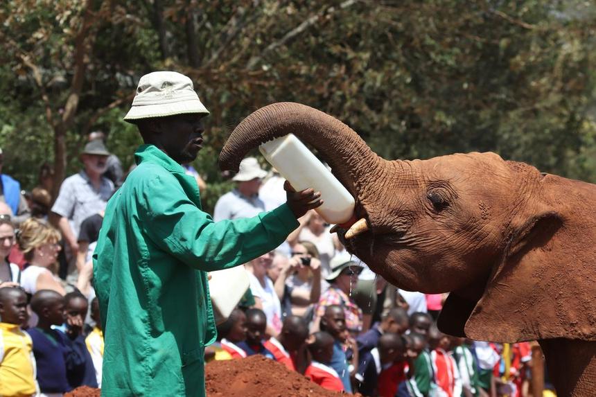 Nairobi Elephant Orphanage
