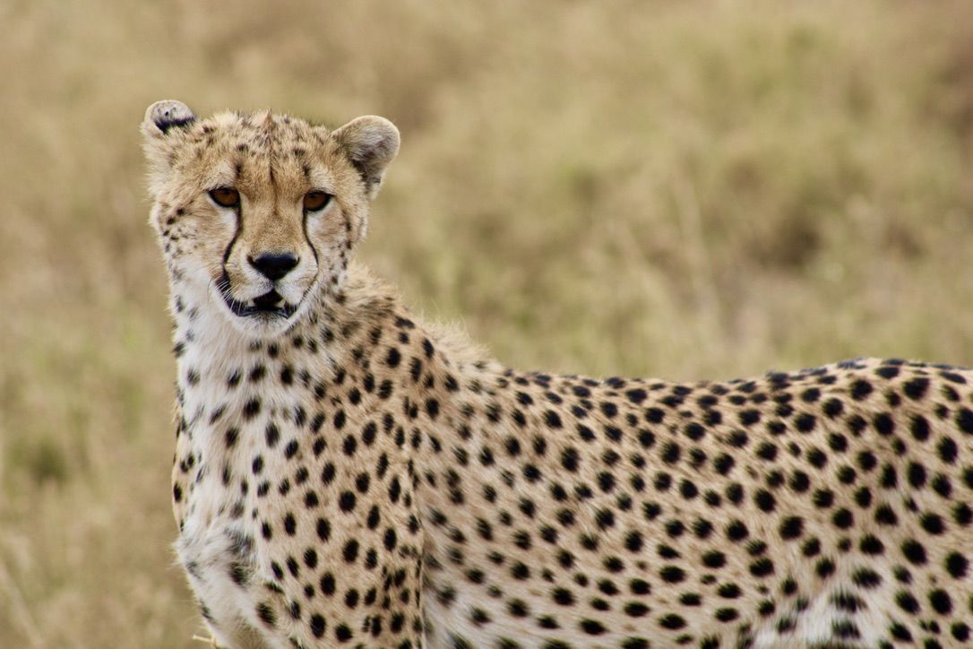 A moment from an Endelea safari