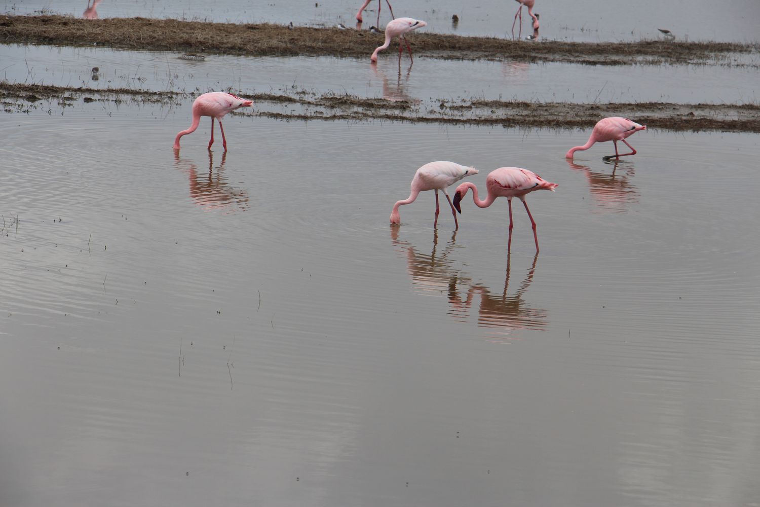 A moment from an Endelea safari