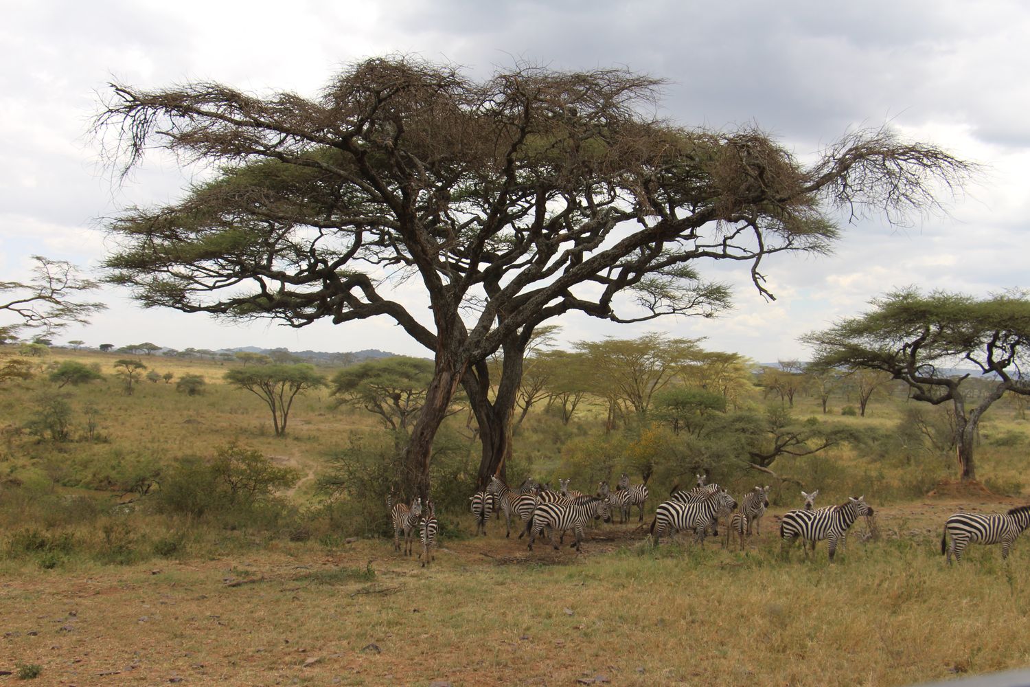 A moment from an Endelea safari