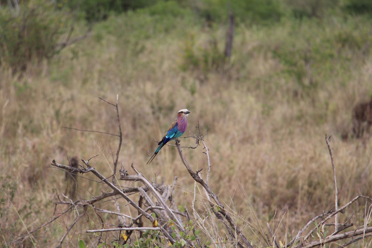 A moment from an Endelea safari