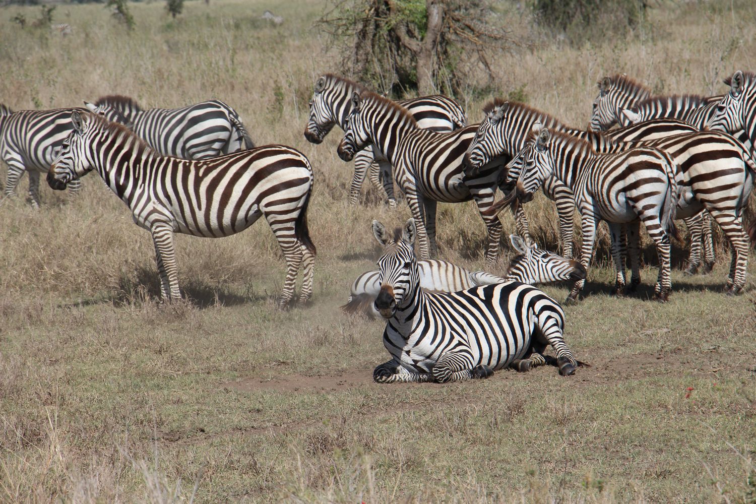 A moment from an Endelea safari