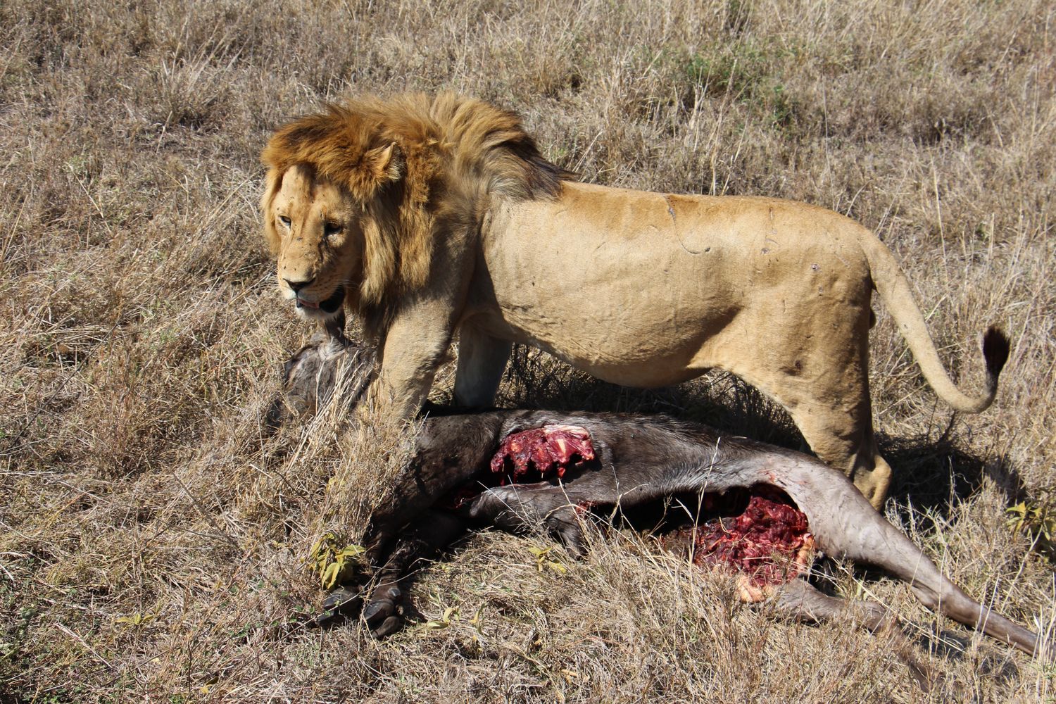 A moment from an Endelea safari