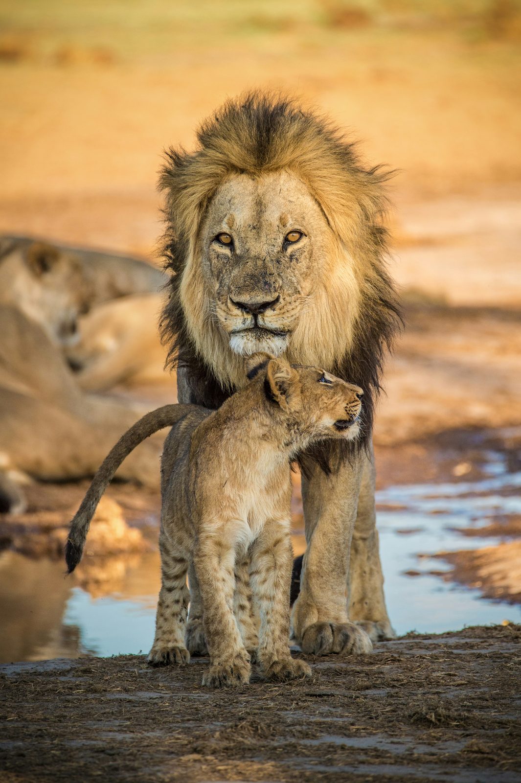 A male lion and cub at a waterhole on an Endelea safari
