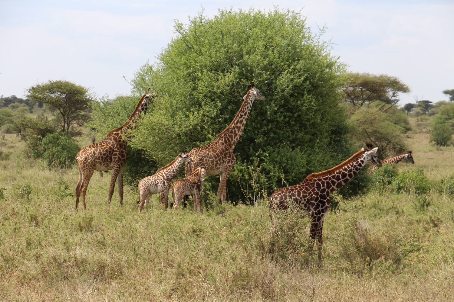 A moment from an Endelea safari