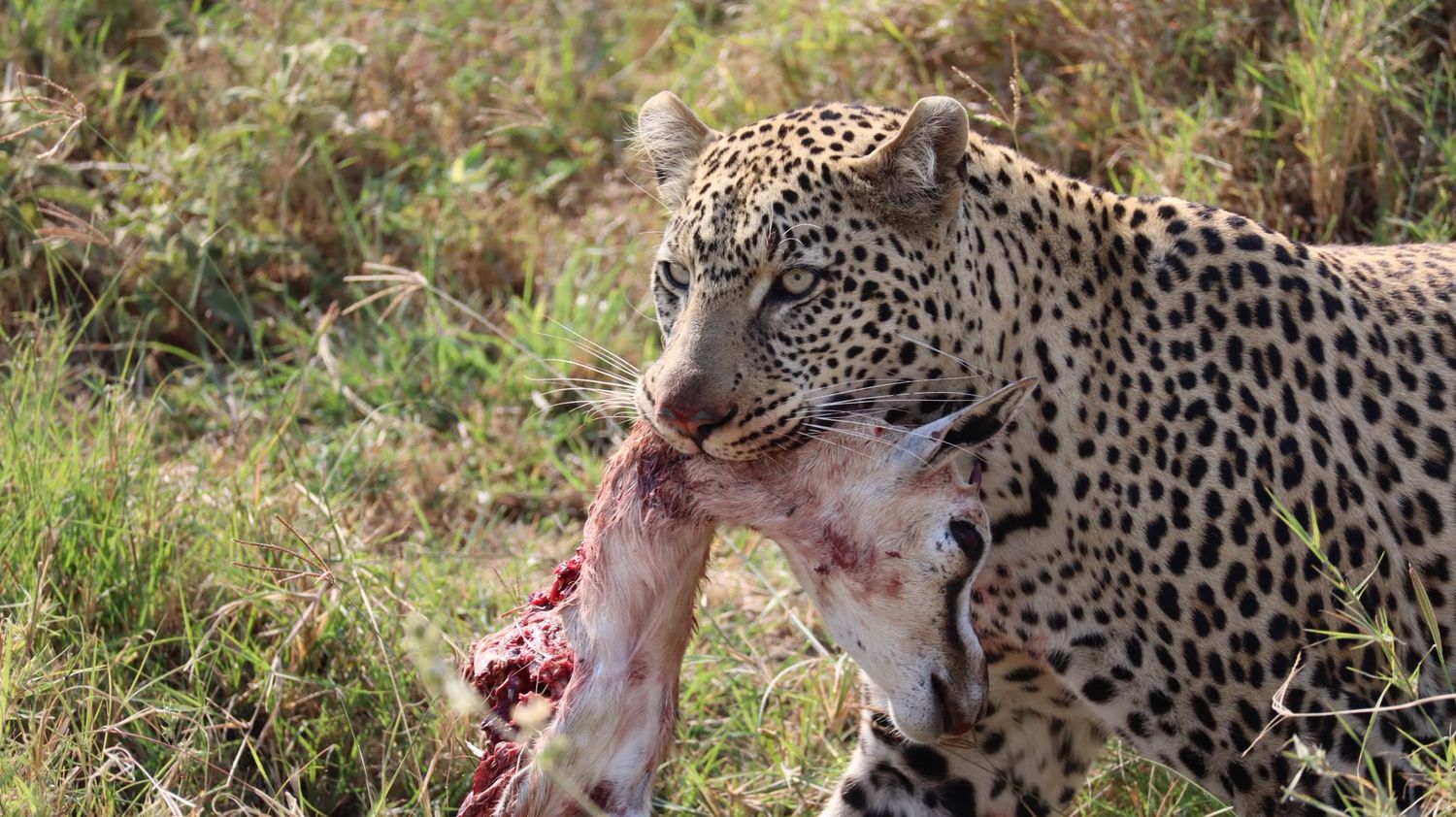 A moment from an Endelea safari