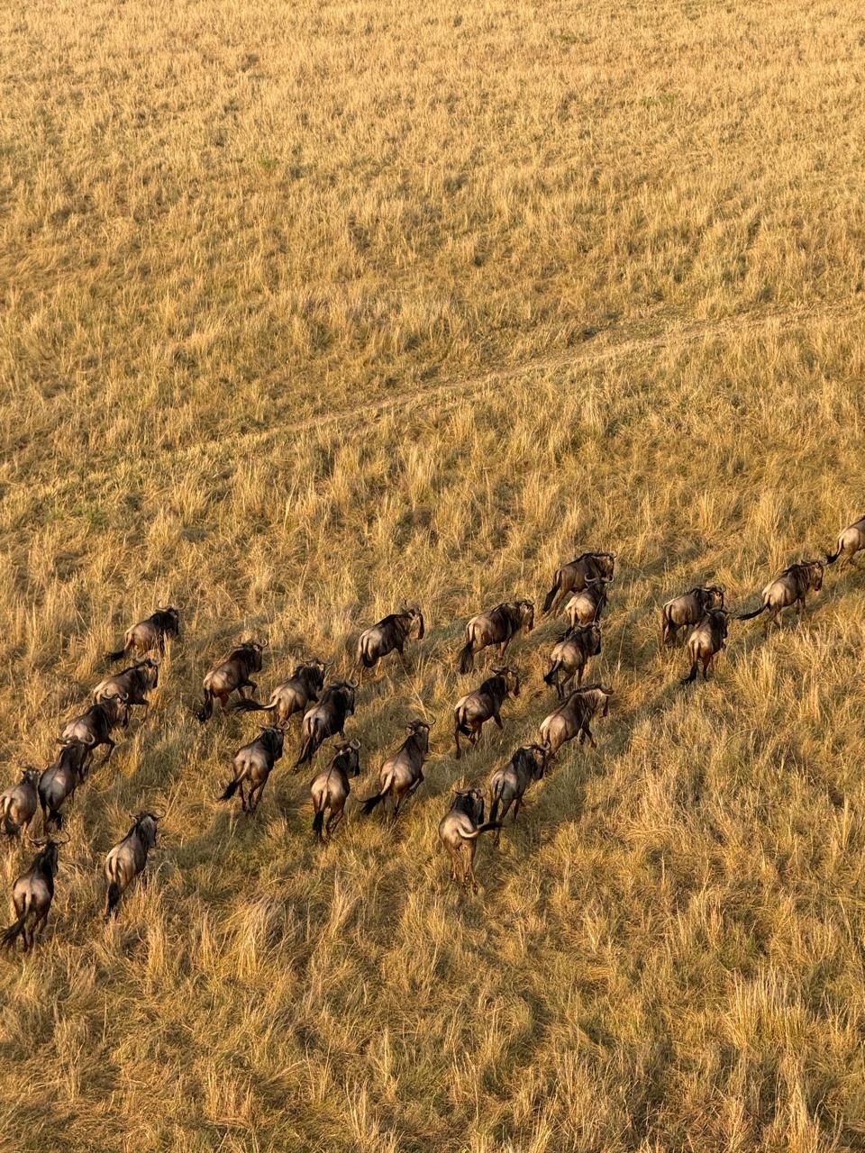 A moment from an Endelea safari