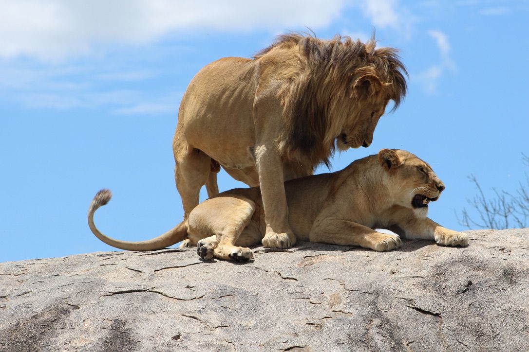 A moment from an Endelea safari