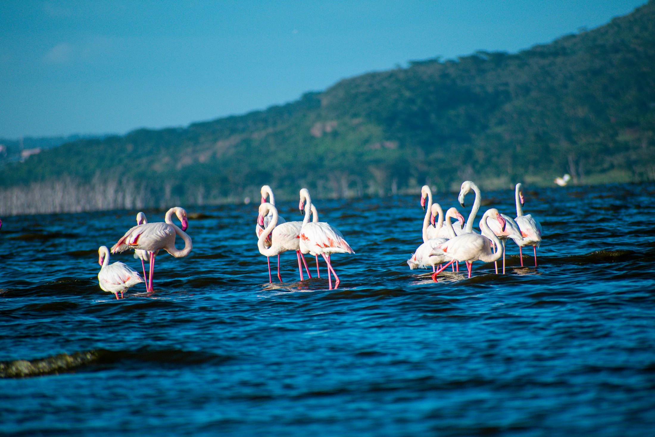 Big Cats and Flamingos Safari