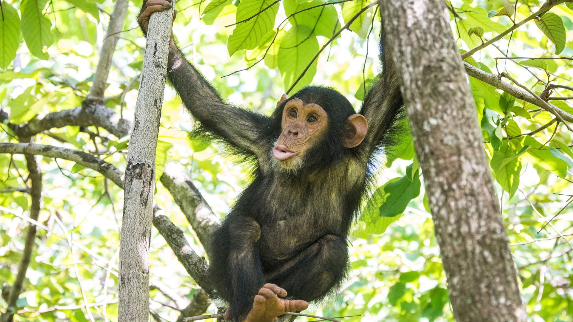 Chimpanzees of Lake Tanganyika