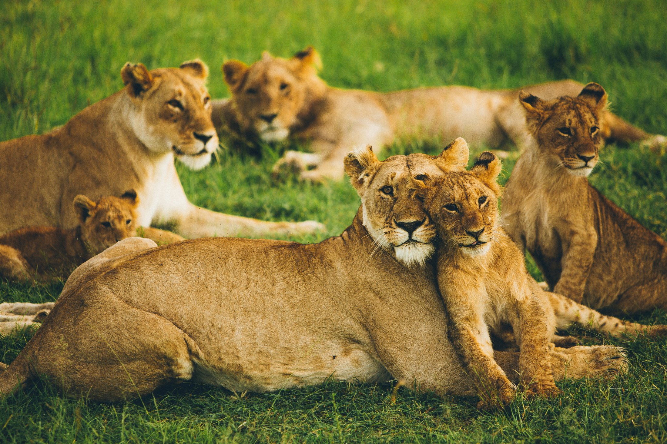 Amboseli Skies and Mara Plains