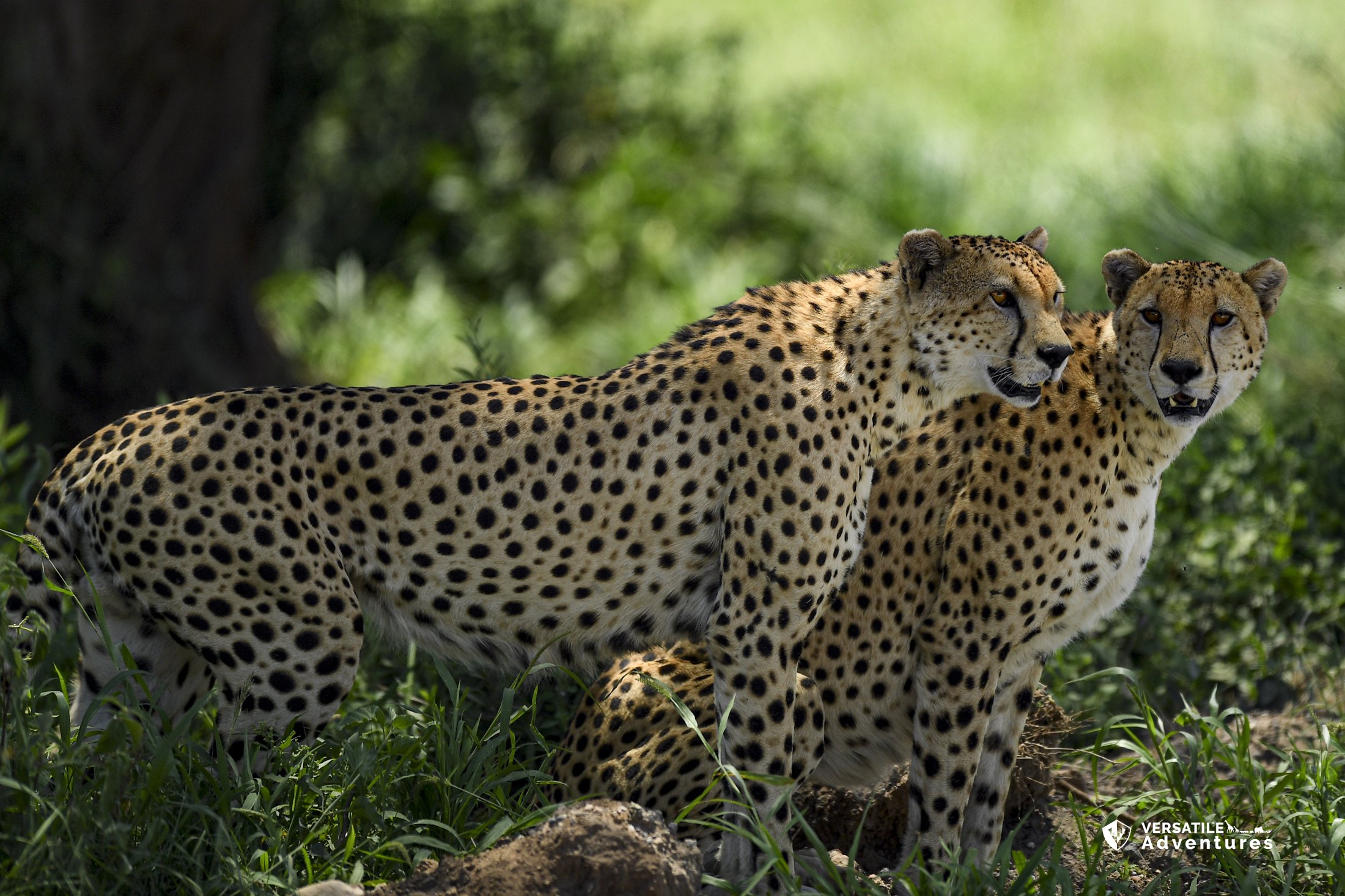 Majestic Mara and Naivasha Escape