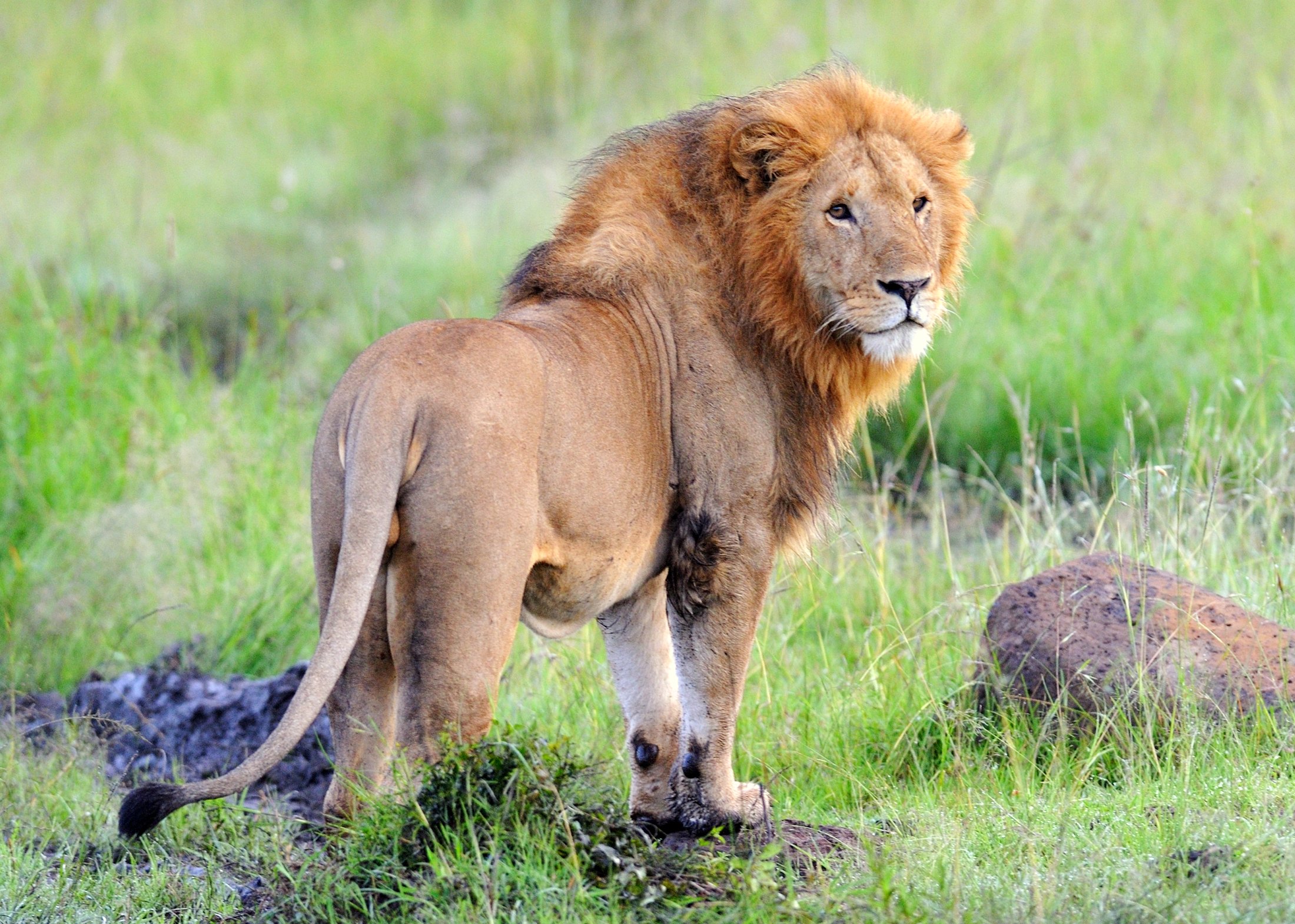 Mara Endless Safari