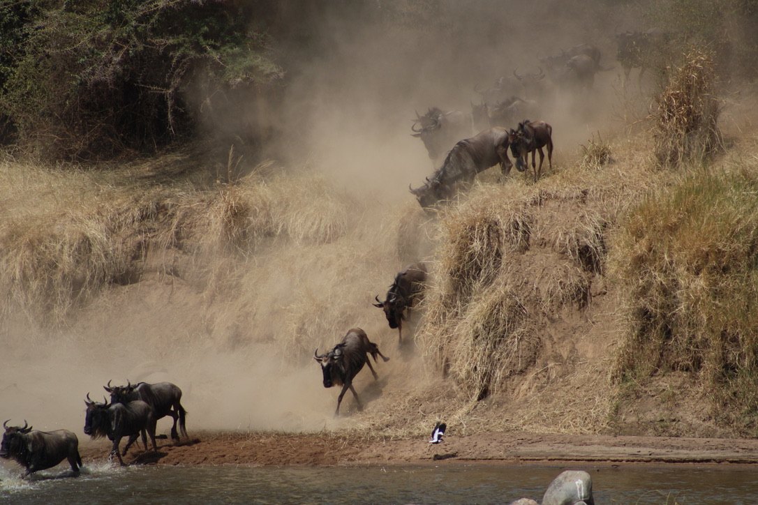 Mara River Crossings