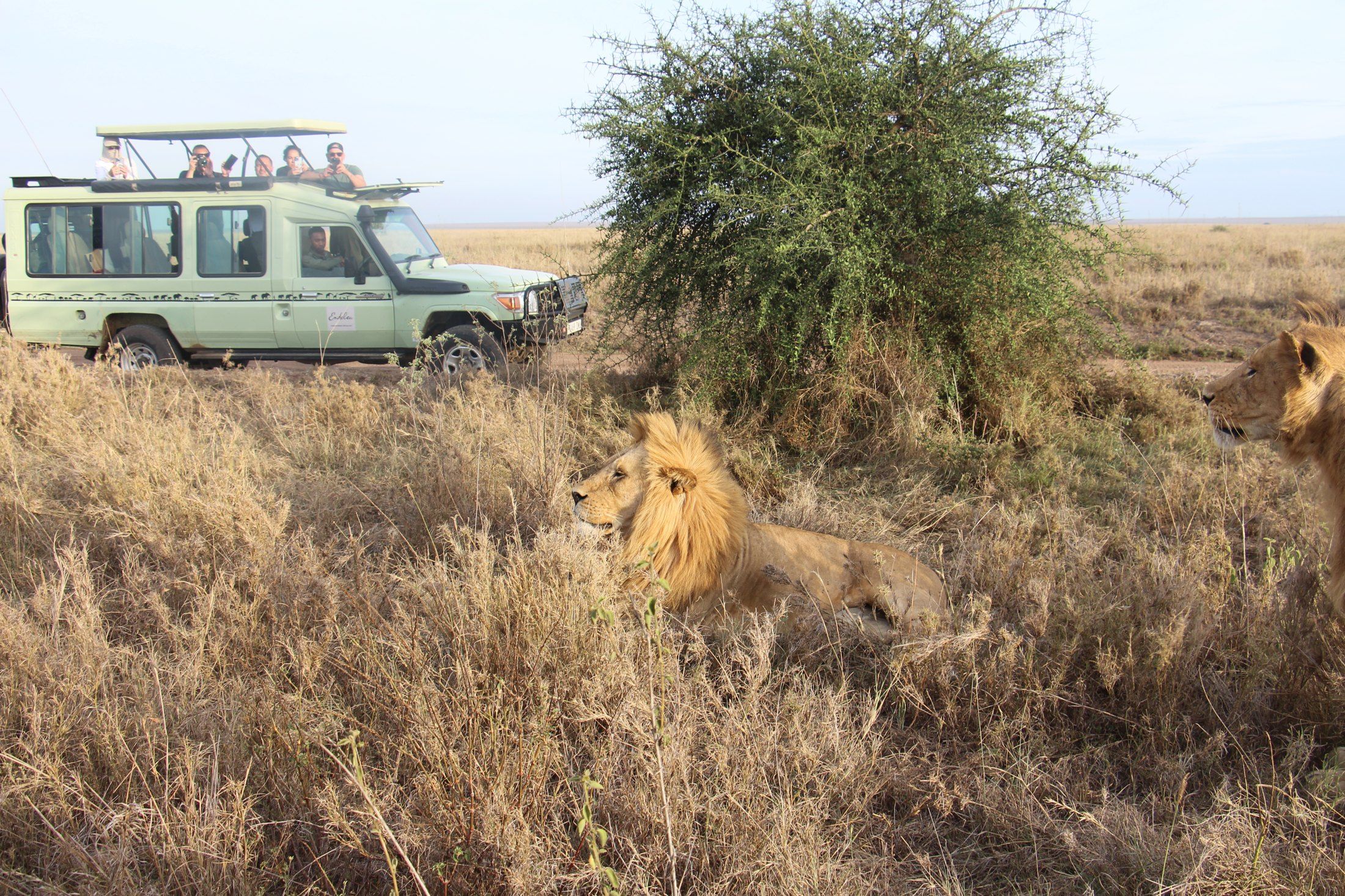 Classic Tanzania Safari