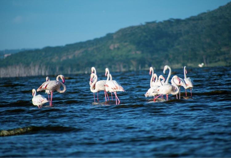 Big Cats & Flamingos Safari