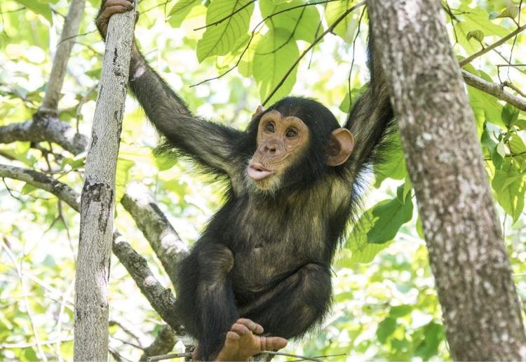 Chimpanzees of Lake Tanganyika