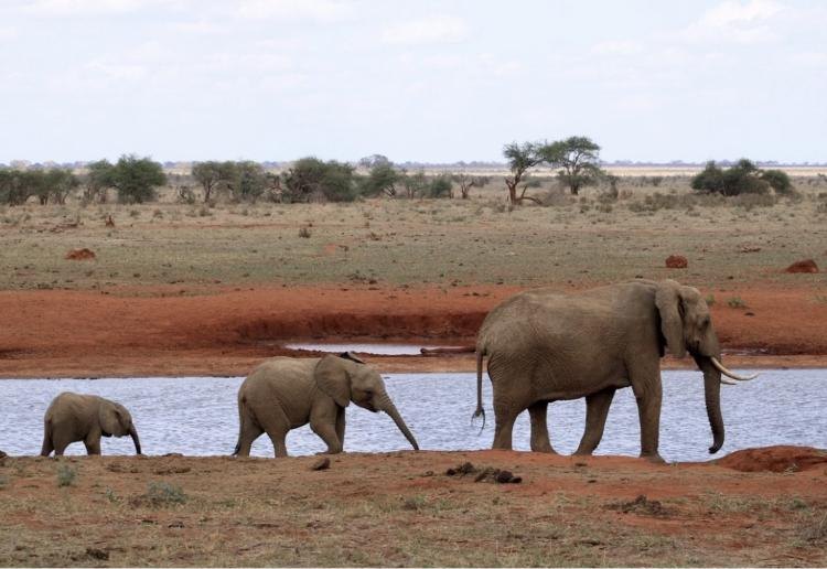 Classic Kenya Safari