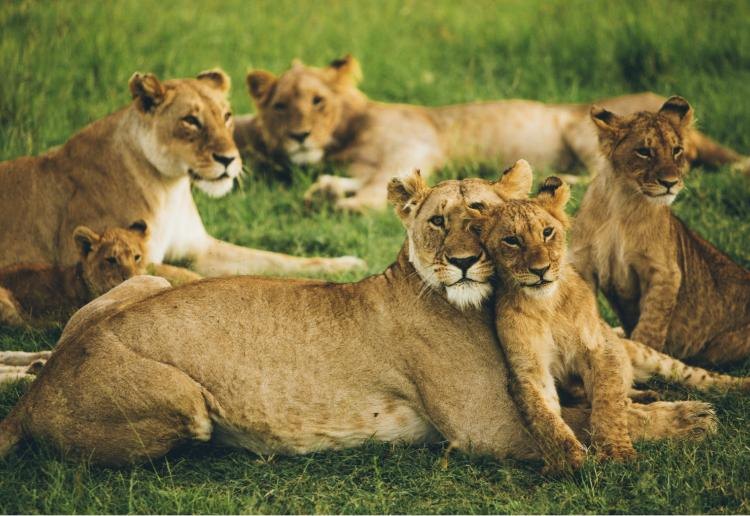 Amboseli Skies & Mara Plains
