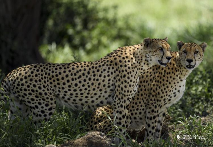 Majestic Mara & Naivasha Escape