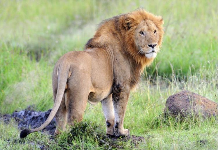 Mara Endless Safari