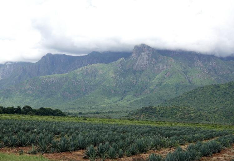 Usambara Highlands & Swahili Coast