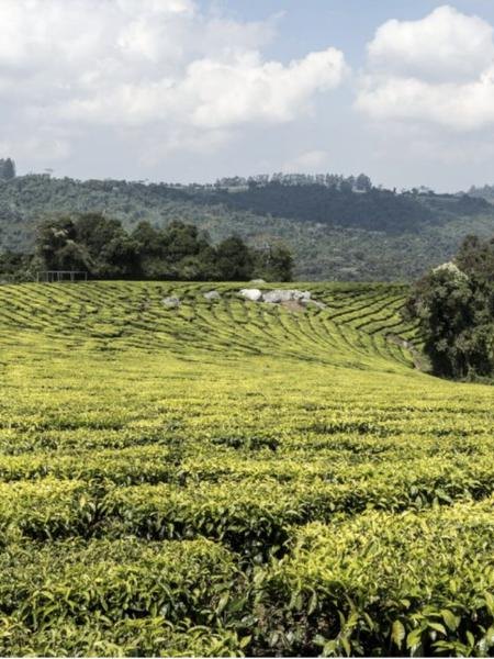 Iringa & Southern Highlands