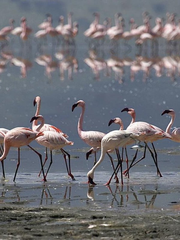 Lake Natron