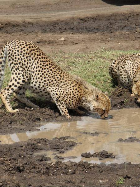 Maasai Mara