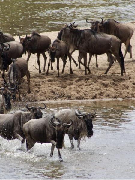 Serengeti