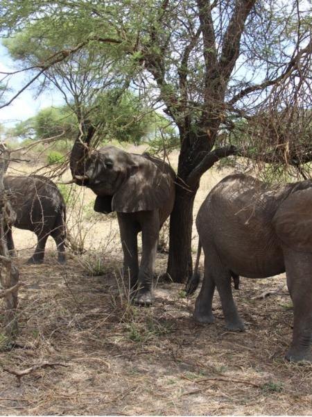 Tarangire